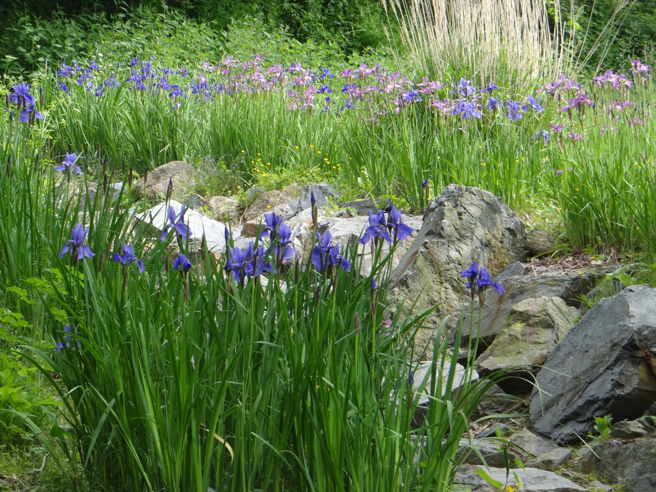 Image de la catégorie