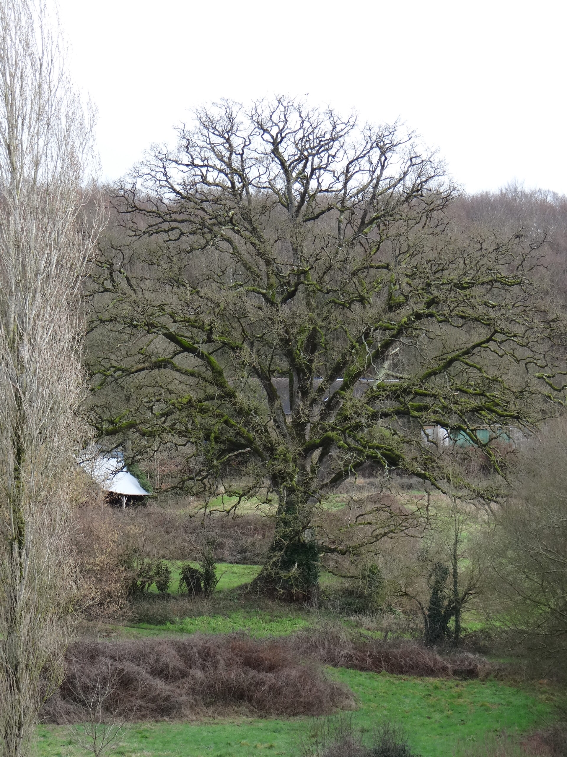 généalogie de la famille du Pontavice de Heussey
Saint-Germain-en-Coglès